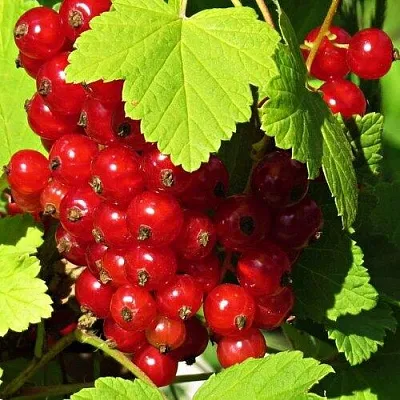 Смородина красная ГАЗЕЛЬ  Смородина красная ГАЗЕЛЬ в Видном