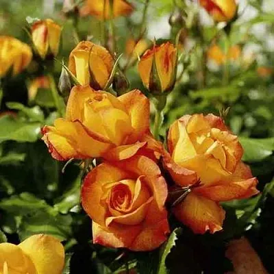 Саженцы роз САХАРА плетистая  Саженцы роз САХАРА плетистая в Видном