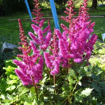 Астильба ЭЛИЗАБЕТ ВАН ВИН японская  Астильба ЭЛИЗАБЕТ ВАН ВИН японская в Видном