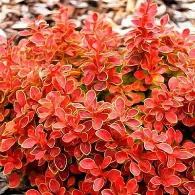 Барбарис КОРАЛ тунберга  Барбарис КОРАЛ тунберга в Видном