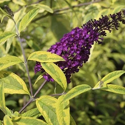 Буддлея давида САНТАНА   Буддлея давида САНТАНА  в Видном