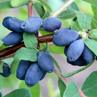 Жимолость съедобная ХОНЕЙ БИ  Жимолость съедобная ХОНЕЙ БИ в Видном