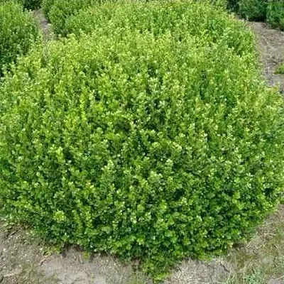 Самшит ФОЛКНЕР  Самшит ФОЛКНЕР в Видном