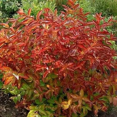 Вейгела ОГНЕННЫЕ КРЫЛЬЯ  Вейгела ОГНЕННЫЕ КРЫЛЬЯ в Видном