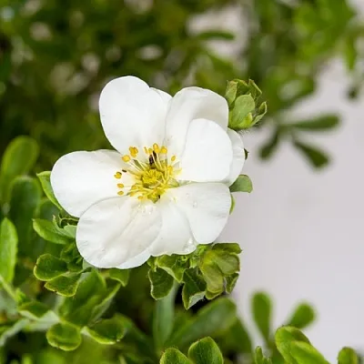 Лапчатка СНОУБЕРД кустарниковая  Лапчатка СНОУБЕРД кустарниковая в Видном