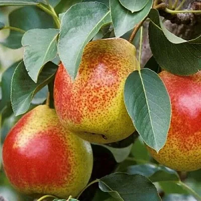 Груша ГОРНАЯ КРАСАВИЦА  Груша ГОРНАЯ КРАСАВИЦА в Видном