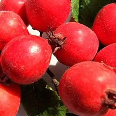 Боярышник КРУПНОПЛОДНЫЙ  Боярышник КРУПНОПЛОДНЫЙ в Видном