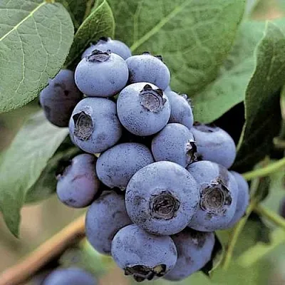 Голубика ПАТРИОТ в Видном