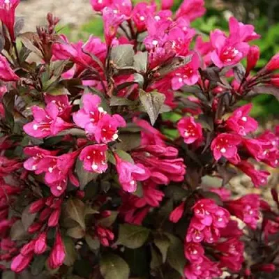 Вейгела БЛЭК РУБИ  Вейгела БЛЭК РУБИ в Видном