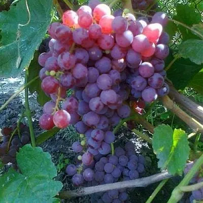 Саженцы винограда Рилайнс пинк сидлис Саженцы винограда Рилайнс пинк сидлис