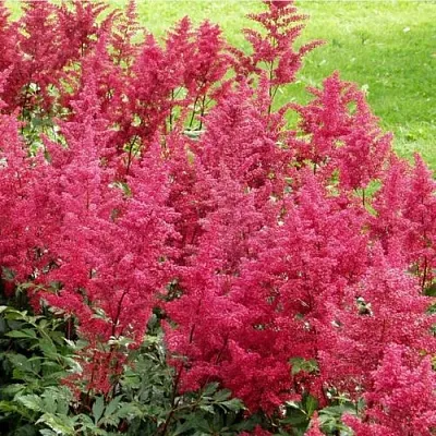 Астильба СКАЙСКРЕЙПЕР китайская  Астильба СКАЙСКРЕЙПЕР китайская в Видном