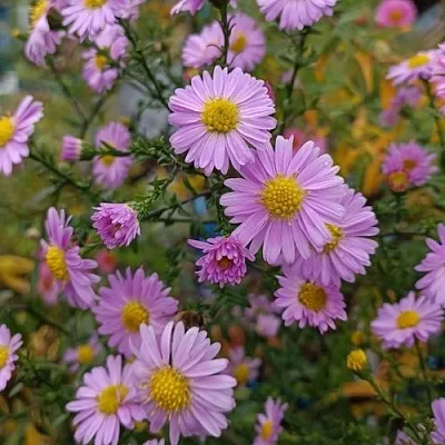 Астра СТРОУБЕРРИ ЭНД КРИМ новобельгийская  Астра СТРОУБЕРРИ ЭНД КРИМ новобельгийская в Видном