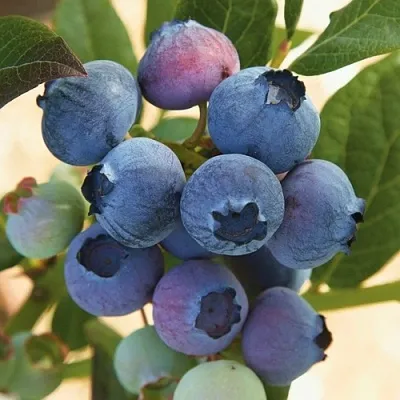 Голубика ОСОРНО  Голубика ОСОРНО в Видном