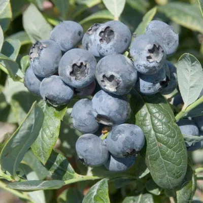 Голубика БРИГИТТА в Видном