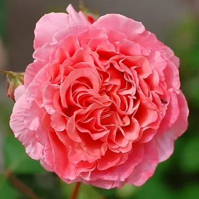 Саженцы роз ЛОРАН КАБРОЛЬ шраб  Саженцы роз ЛОРАН КАБРОЛЬ шраб в Видном