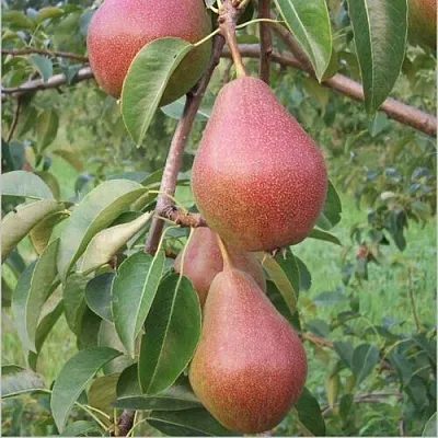 Груша РУМЯНАЯ КЕДРИНА  Груша РУМЯНАЯ КЕДРИНА в Видном