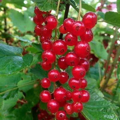 Смородина красная КОНСТАНТИНОВСКАЯ  Смородина красная КОНСТАНТИНОВСКАЯ в Видном