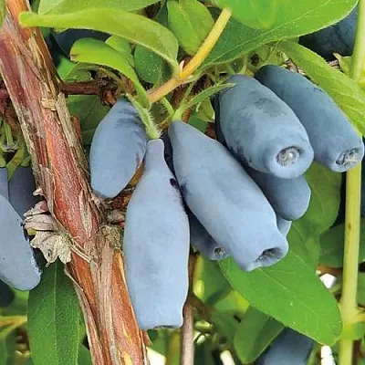 Жимолость съедобная ВОСТОРГ  Жимолость съедобная ВОСТОРГ в Видном