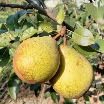 груша ГЕНЕРАЛ ЛЕКЛЕР груша ГЕНЕРАЛ ЛЕКЛЕР