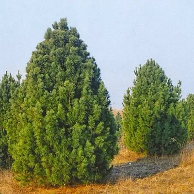 Сосна черная ПИРАМИДАЛИС  Сосна черная ПИРАМИДАЛИС в Видном
