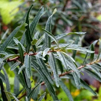 Облепиха АДАМ (МУЖСКАЯ) в Видном