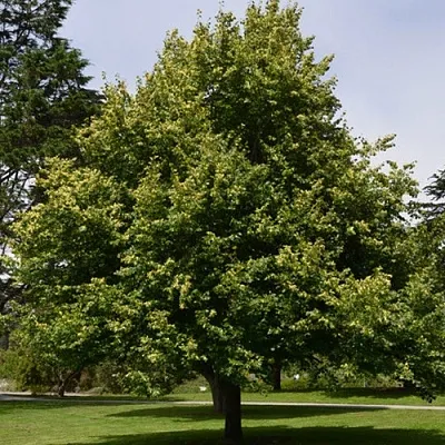 Липа сердцевидная в Видном