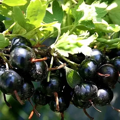 Золотистая  Золотистая в Видном