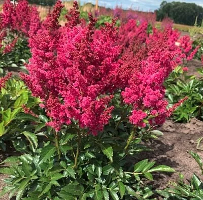 Астильба ЛАКИ ДЕЙ Арендса  Астильба ЛАКИ ДЕЙ Арендса в Видном