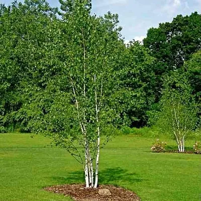 Береза бумажная в Видном