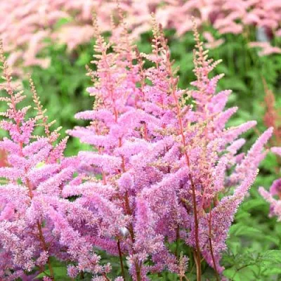 Астильба АМЕРИКА Арендса  Астильба АМЕРИКА Арендса в Видном