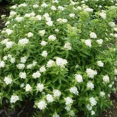 Спирея АЛЬБИФЛОРА японская  Спирея АЛЬБИФЛОРА японская в Видном