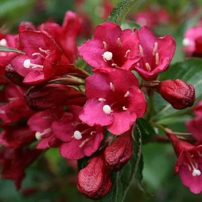 Вейгела ЕВА РАТКЕ в Видном