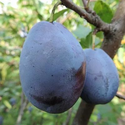 Слива АМЕРС  Слива АМЕРС в Видном