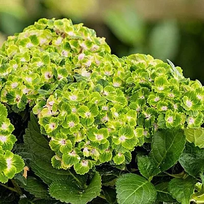 саженцы гортензии