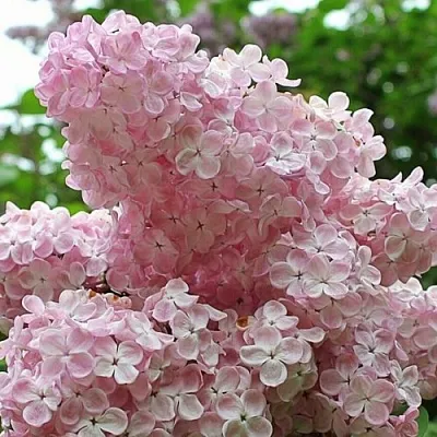 Сирень ВЕЧЕРНИЙ ЗВОН  Сирень ВЕЧЕРНИЙ ЗВОН в Видном