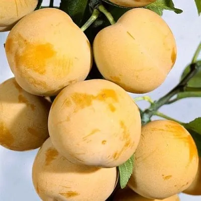 Слива РЕНКЛОД ранний  Слива РЕНКЛОД ранний в Видном