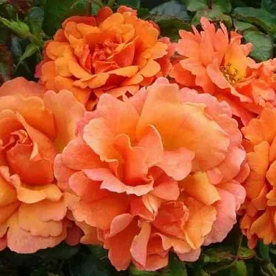 Саженцы роз БРИДЖ ОФ САЙЗ плетистая  Саженцы роз БРИДЖ ОФ САЙЗ плетистая в Видном