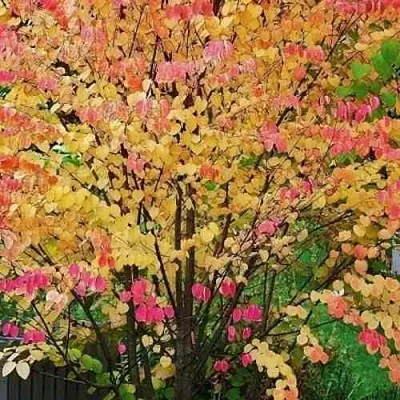 БАГРЯННИК японский в Видном