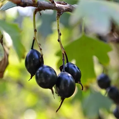 Смородина золотистая ДУСТЛИК  Смородина золотистая ДУСТЛИК в Видном