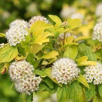 Пузыреплодник АНГЕЛ ГОЛД  Пузыреплодник АНГЕЛ ГОЛД в Видном