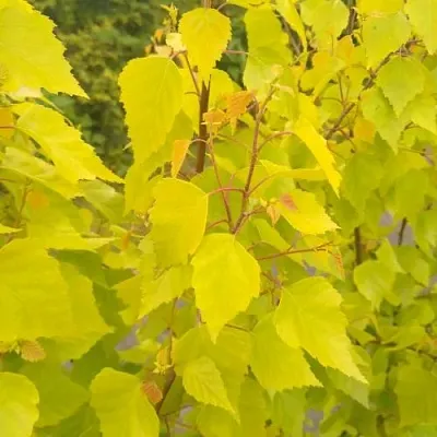 Берёза ГОЛДЕН ОБЕЛИСК повислая  в Видном