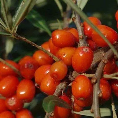 Облепиха ВОРОБЬЕВСКАЯ в Видном