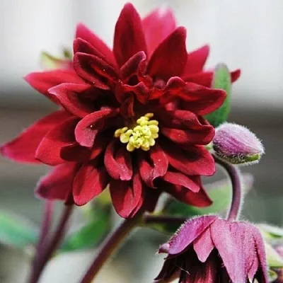 Аквилегия РУБИ ПОРТ обыкновенная  Аквилегия РУБИ ПОРТ обыкновенная в Видном