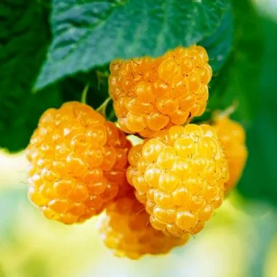 Малина МЕДОВАЯ  Малина МЕДОВАЯ в Видном