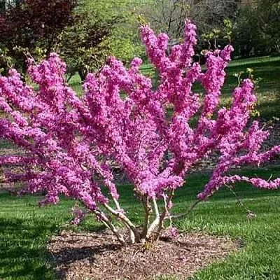 ЦЕРЦИС канадский   ЦЕРЦИС канадский  в Видном