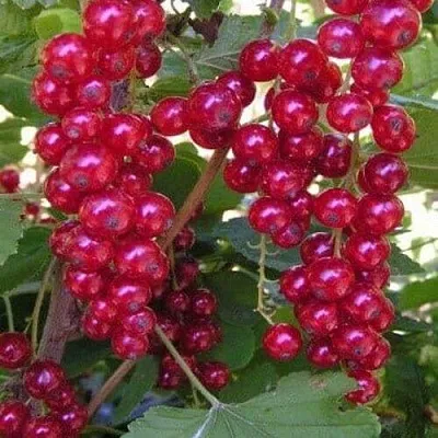 Смородина красная ПУРПУРНАЯ  Смородина красная ПУРПУРНАЯ в Видном