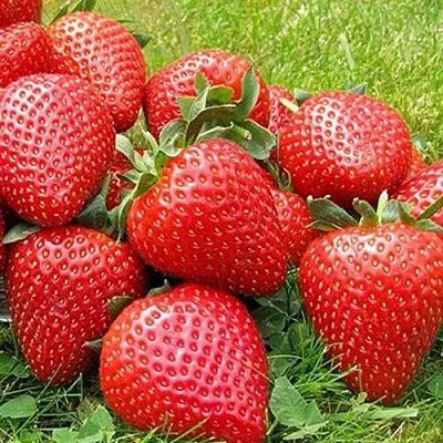 Клубника ЭЛИАНЕ  Клубника ЭЛИАНЕ в Видном