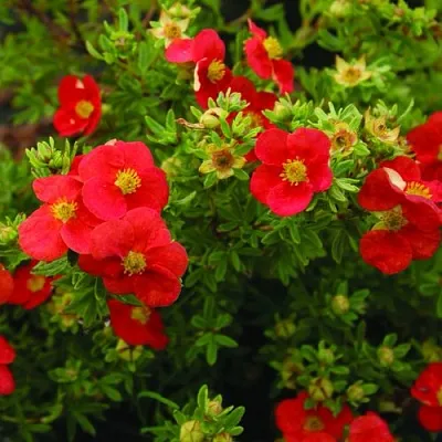 Лапчатка РЕД АЙС кустарниковая  Лапчатка РЕД АЙС кустарниковая в Видном