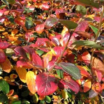 Кизильник блестящий в Видном