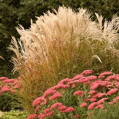 Злаки  Злаки в Видном